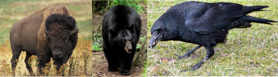 Picture of Buffalo Bear and crow.